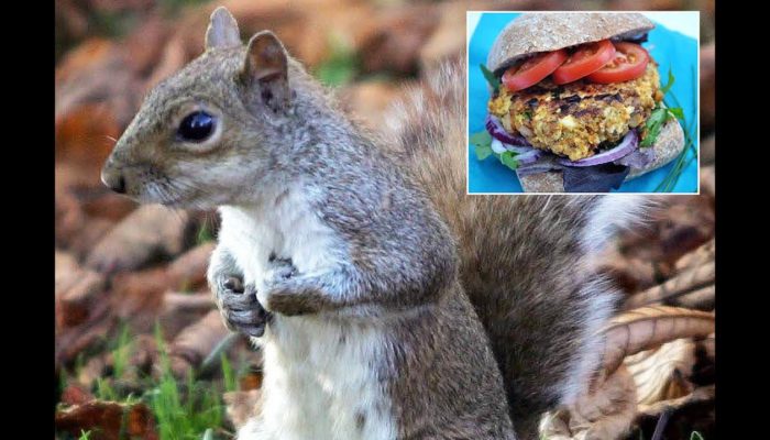 Don’t Make Squirrel Burgers
