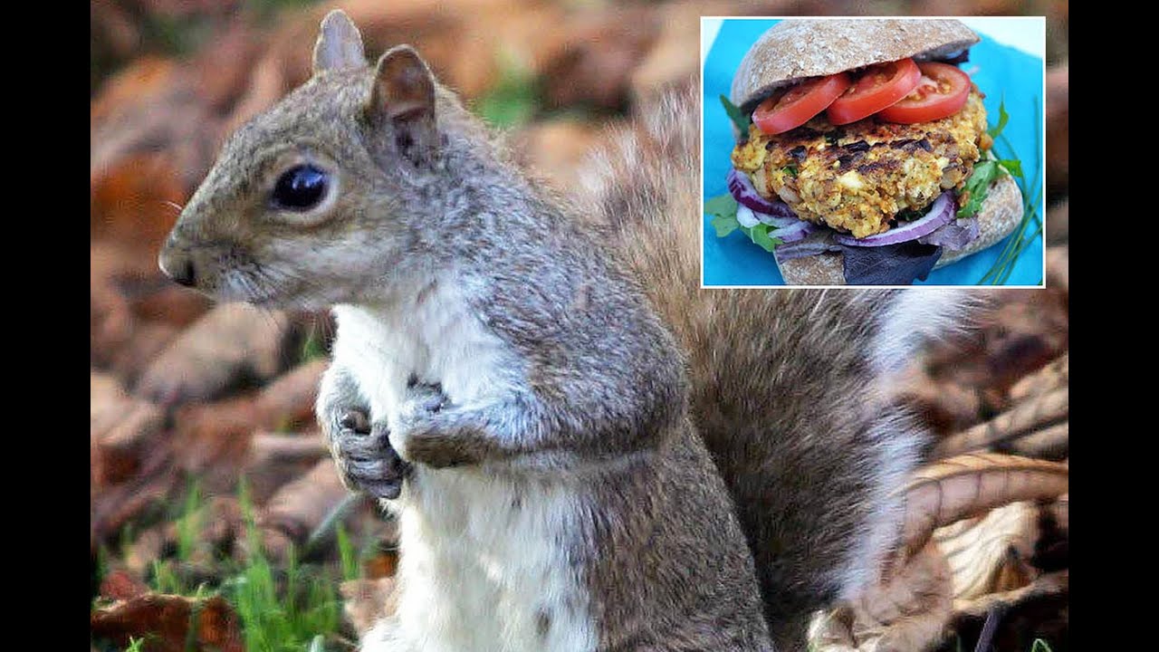 Don’t Make Squirrel Burgers